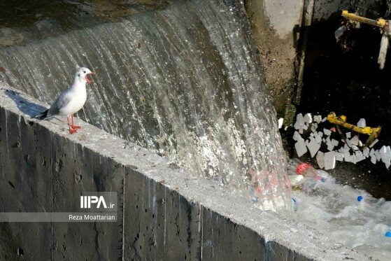 مرغ های دریایی زباله خوار