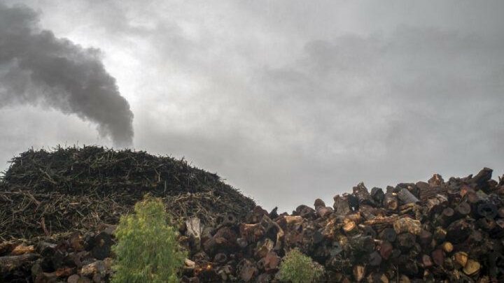 انهدام باند قاچاق چوب در نوشهر
