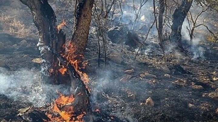 حریق در عرصه‌های جنگلی ۹ شهرستان به طور کامل از بین رفت