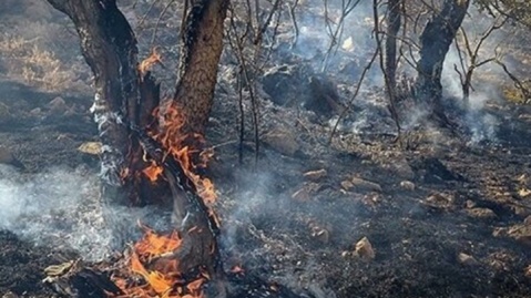 حریق در عرصههای جنگلی ۹ شهرستان به طور کامل از بین رفت