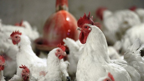 لزوم اقدام شرکت پشتیبانی امور دام برای تامین نهاده و خرید مرغ مازاد