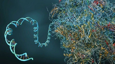 دانشمندان کپسول زمان سلولی ساختند