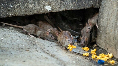 طرح ضربتی ۱۰ روزه برای مهار موش‌های پایتخت/جمع‌آوری زباله‌گردها و مراکز غیرمجاز دپو پسماند