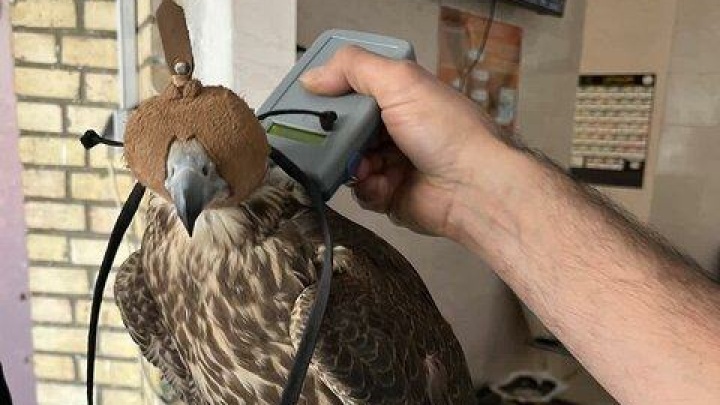 سرقت شبانه از کلینیک پردیسان/ سارقان دستگیر و پرندگان بازگردانده شدند