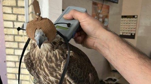 سرقت شبانه از کلینیک پردیسان/ سارقان دستگیر و پرندگان بازگردانده شدند