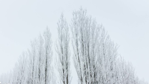 گزارش تصویری/سایه سفید
