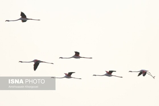 فلامینگوها میهمان آب‌های گرم خلیج فارس