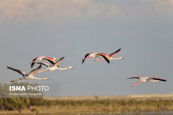 فلامینگوها میهمان آب‌های گرم خلیج فارس