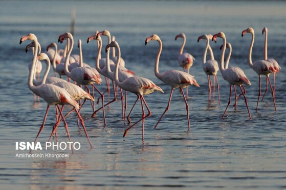 فلامینگوها میهمان آبهای گرم خلیج فارس