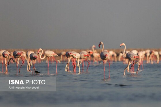 فلامینگوها میهمان آبهای گرم خلیج فارس