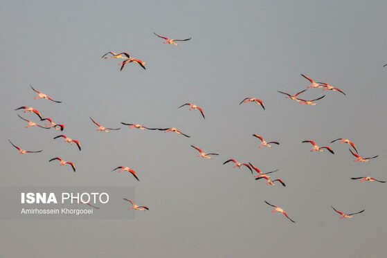 فلامینگوها میهمان آبهای گرم خلیج فارس