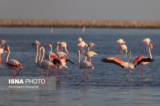 فلامینگوها میهمان آبهای گرم خلیج فارس