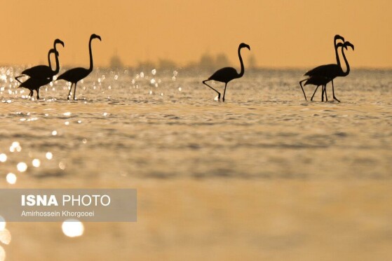 فلامینگوها میهمان آبهای گرم خلیج فارس