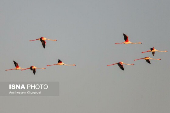 فلامینگوها میهمان آبهای گرم خلیج فارس