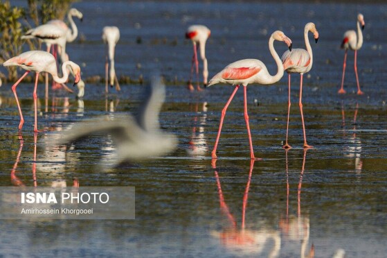 فلامینگوها میهمان آبهای گرم خلیج فارس