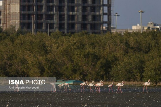 فلامینگوها میهمان آبهای گرم خلیج فارس