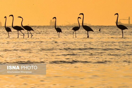 فلامینگوها میهمان آبهای گرم خلیج فارس