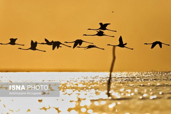 فلامینگوها میهمان آبهای گرم خلیج فارس