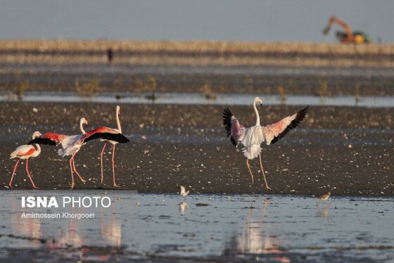 فلامینگوها میهمان آب‌های گرم خلیج فارس