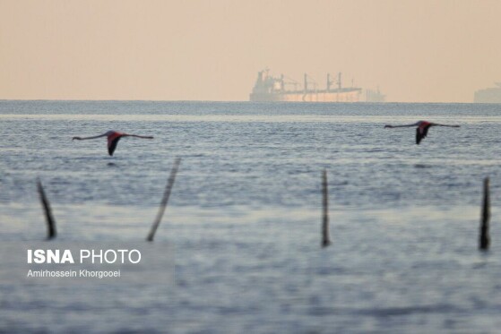 فلامینگوها میهمان آب‌های گرم خلیج فارس