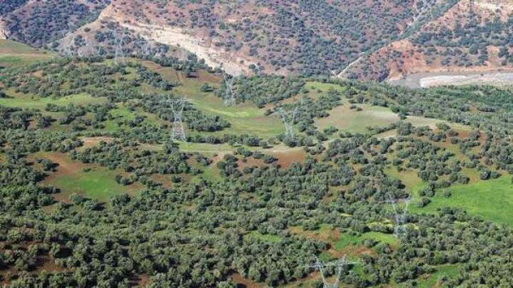 جنگلداری اجتماعی؛ راهکار نجات زاگرس