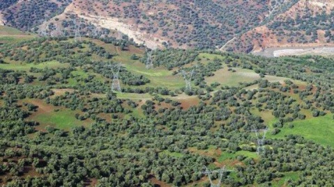 جنگلداری اجتماعی؛ راهکار نجات زاگرس