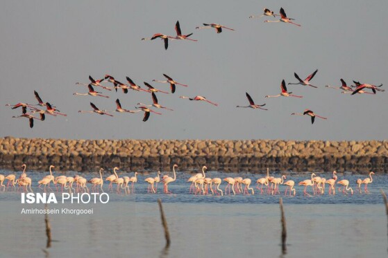 فلامینگوها میهمان آبهای گرم خلیج فارس