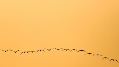 گزارش تصویری/ فلامینگوها میهمان آب‌های گرم خلیج فارس