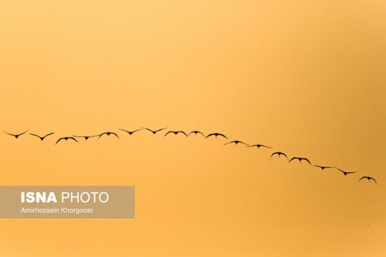 فلامینگوها میهمان آبهای گرم خلیج فارس