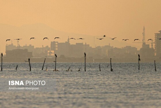 فلامینگوها میهمان آبهای گرم خلیج فارس
