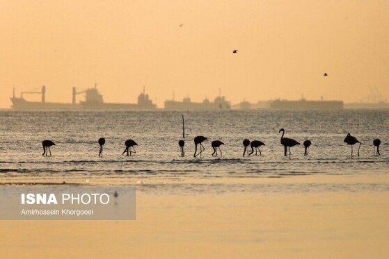 فلامینگوها میهمان آب‌های گرم خلیج فارس
