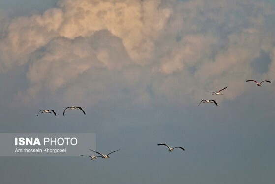 فلامینگوها میهمان آب‌های گرم خلیج فارس