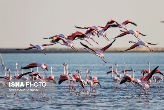 فلامینگوها میهمان آبهای گرم خلیج فارس