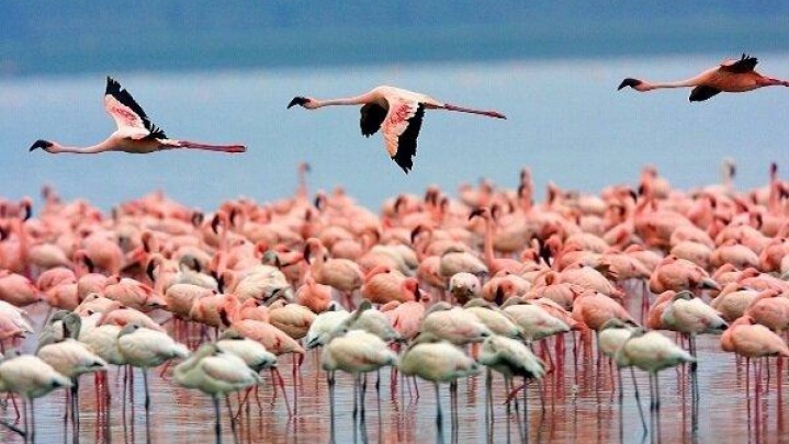 کوچ فلامینگوها به سواحل مکران، جان دوباره برای توسعه گردشگری