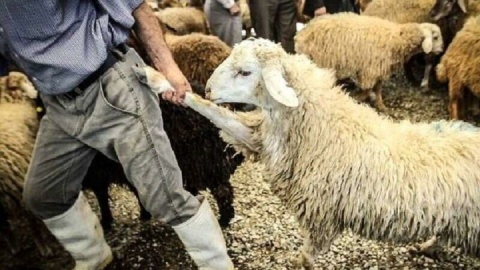 قیمت قربانی حج ۱۴۰۵ اعلام شد