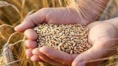 نرخ خرید تضمینی گندم بیشتر از ۴۲هزار تومان است/ذخیره میوه شب عید ۴برابر سال قبل
