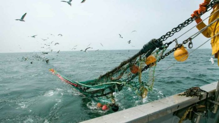 پروتکل نجات پرندگان شیرجه رو