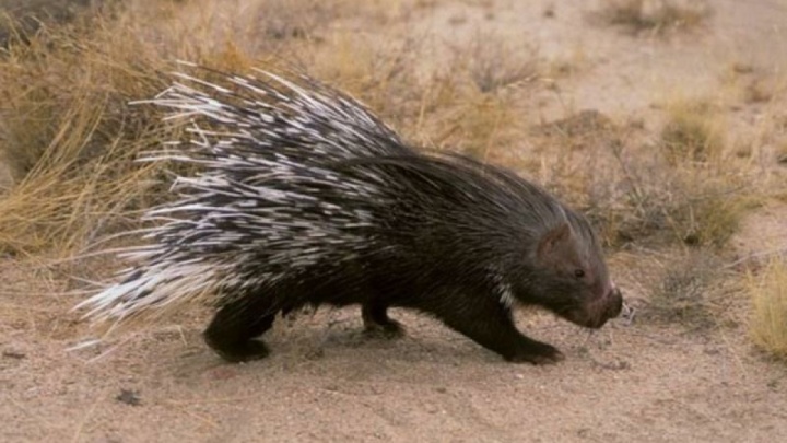 «تشی»‌ها چگونه بلای جان درختان « بنه» شدند؟