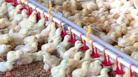 تولیدکنندگان مرغ معترضند/ قیمت مرغ و تخممرغ کاهش یافت، اما نهادهها را ۴ برابر میخریم!