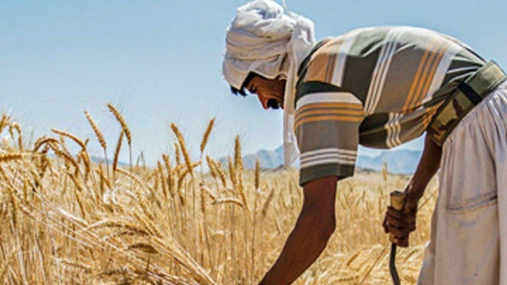 گندم ۵۲ هزار تومانی به دولت پیشنهاد شد