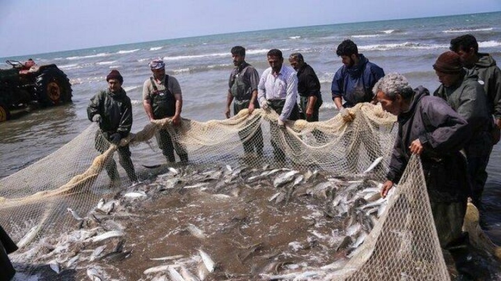 گذر مازندران از صید سنتی به تولید دریایی مدرن