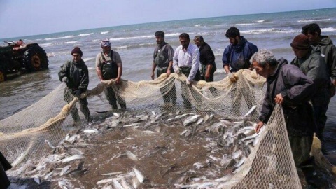 گذر مازندران از صید سنتی به تولید دریایی مدرن