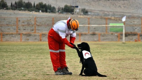 تجهیز سگ‌های زنده‌یاب هلال‌احمر به سامانه‌های هوشمند موقعیت یاب