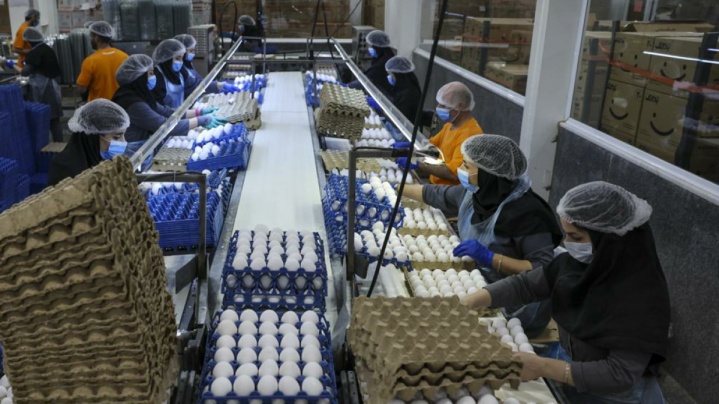 صادرات چهار محصول کشاورزی تا اطلاع ثانوی ممنوع شد