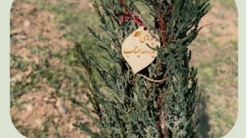 کاشت درخت به یاد بچه‌های مدرسه شهر میناب