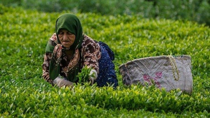 پرداخت ۱۰۰ درصد مطالبات چایکاران از سوی دولت