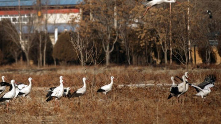 انتقال موقت پرندگان باغ لویزان به مازندران برای حفاظت در شرایط جنگی