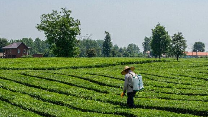 قیمت خرید تضمینی برگ سبز چای اعلام شد