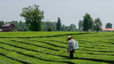 قیمت خرید تضمینی برگ سبز چای اعلام شد