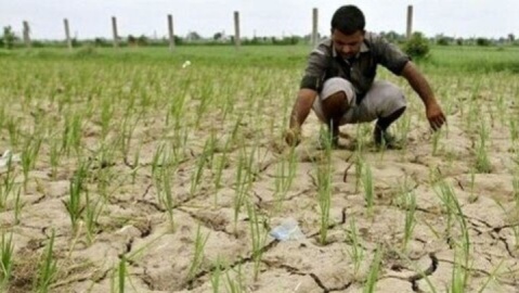 ۱۷ همت غرامت خشکسالی به کشاورزان پرداخت شد